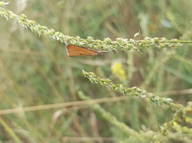 Xanthocrambus saxonellus - sárga fűgyökérmoly