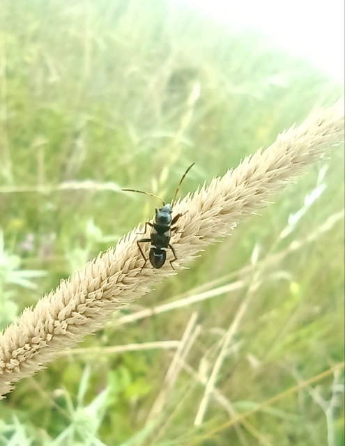 Heteroptera - Poloskák