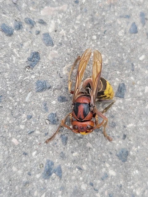 Vespa crabro - lódarázs