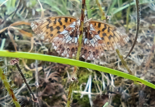 Boloria dia - kis gyöngyházlepke