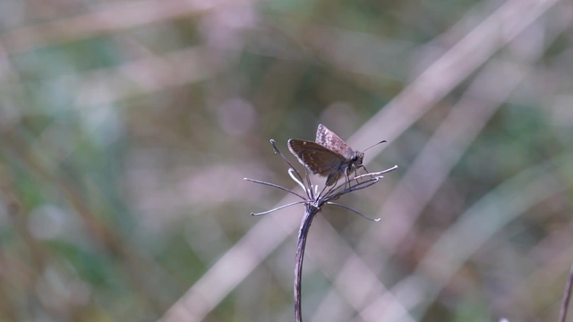 Erynnis tages - cigánylepke