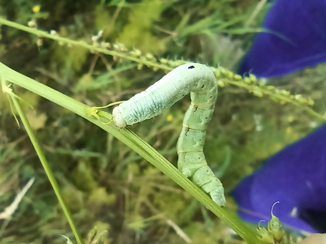 Ascotis selenaria - holdas faaraszoló