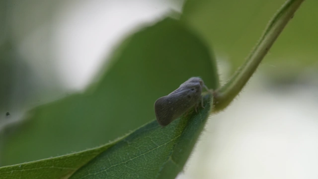 Metcalfa pruinosa - amerikai lepkekabóca