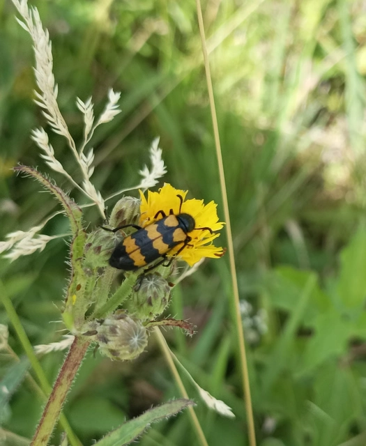 Mylabris variabilis - szalagos hólyaghúzó Mylabris variabilis - szalagos hólyaghúzó