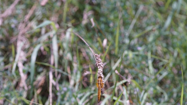 Crocothemis erythraea - skarlát szitakötő