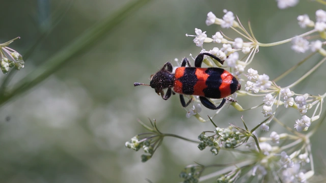 Trichodes apiarius - szalagos méhészbogár