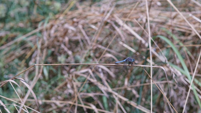Orthetrum coerulescens - karcsú pásztorszitakötő