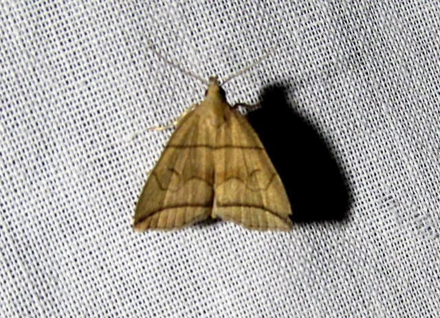 Herminia grisealis - ligeti karcsúbagoly