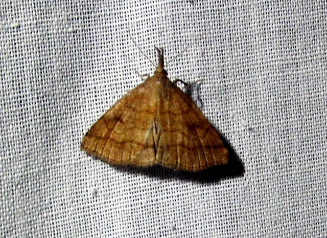 Polypogon gryphalis - láperdei karcsúbagoly