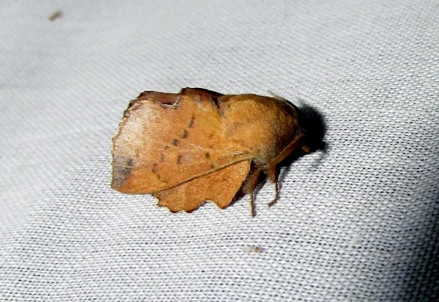 Phyllodesma tremulifolia - nyárlevélpohók