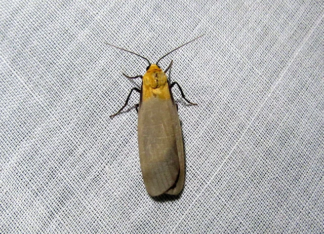 Lithosia quadra - négypettyes zuzmószövő