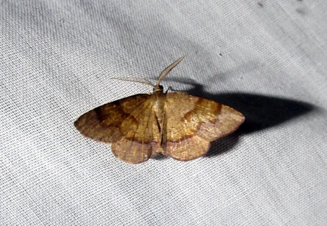 Plagodis pulveraria - szemcsés araszoló