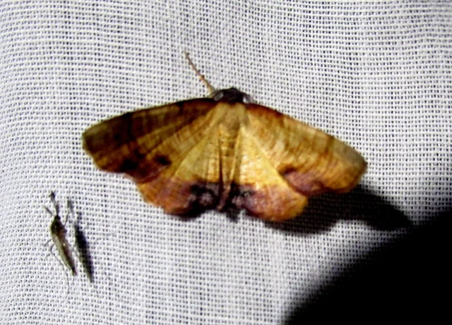 Plagodis dolabraria - baltaszárnyú araszoló
