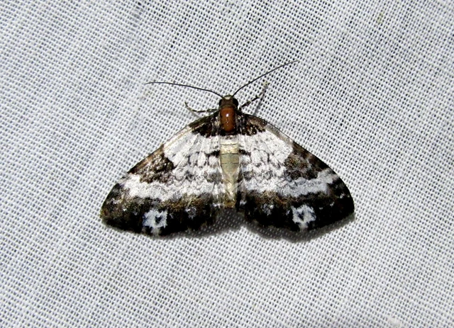Melanthia procellata - hullámos tarkaaraszoló