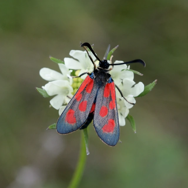 Zygaena loti - közönséges csüngőlepke