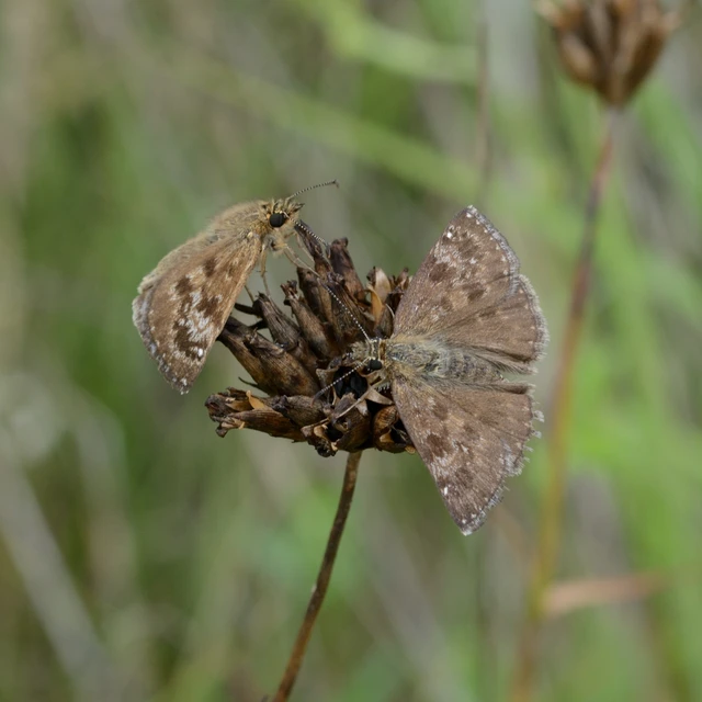 Erynnis tages - cigánylepke