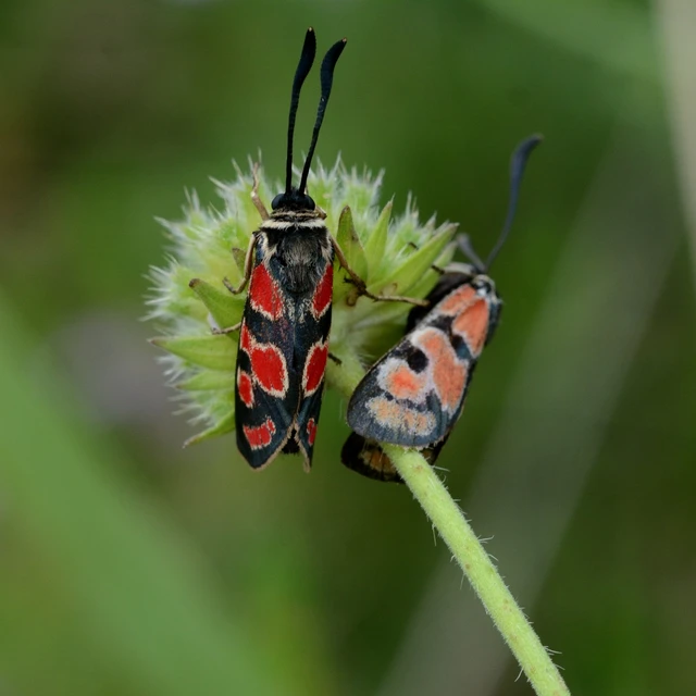 Zygaena carniolica - fehérgyűrűs csüngőlepke