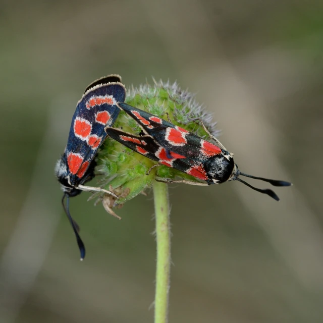 Zygaena carniolica - fehérgyűrűs csüngőlepke