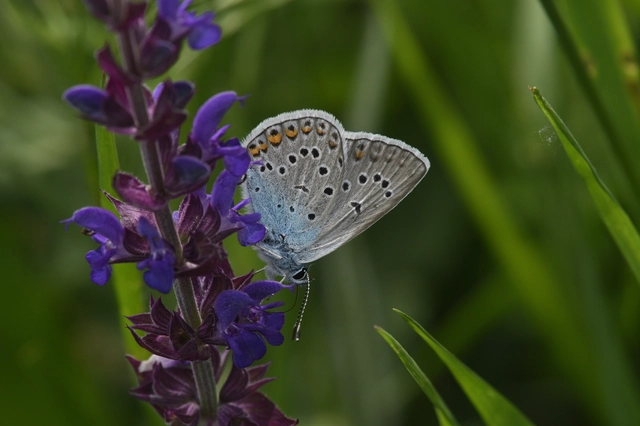 Polyommatus amandus - csillogó boglárka