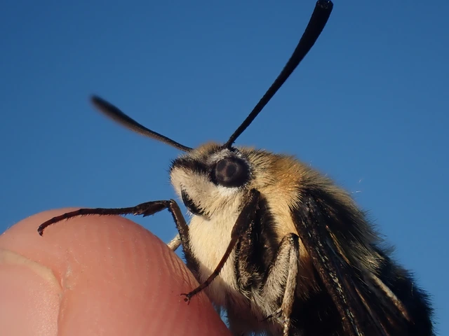 Hemaris tityus - pöszörszender Hemaris tityus - pöszörszender