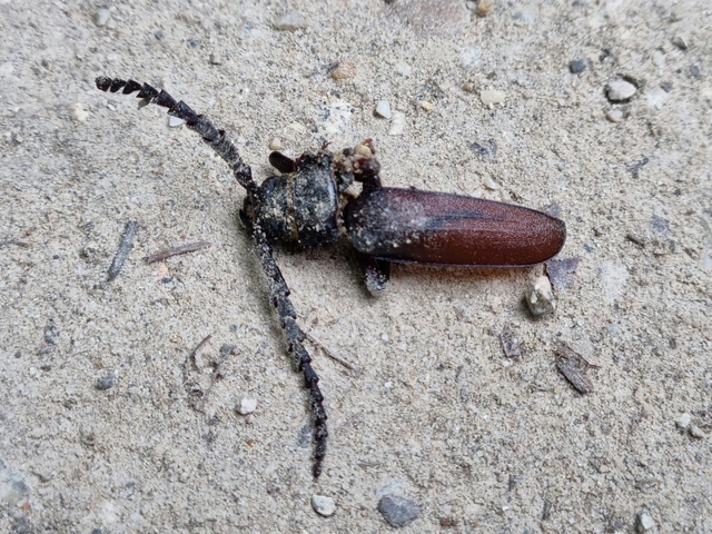 Prionus coriarius - csőszcincér Prionus coriarius - csőszcincér