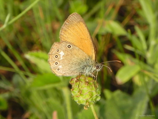 Coenonympha glycerion - közönséges szénalepke