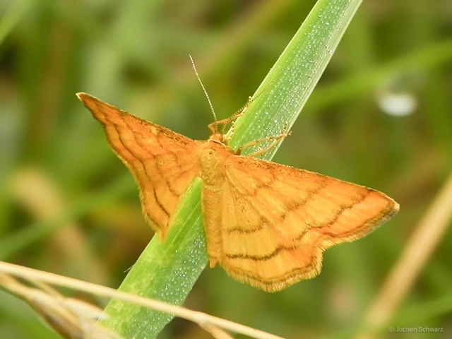 Idaea aureolaria - aranyos sávosaraszoló