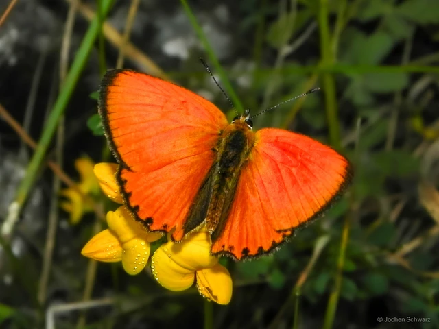 Lycaena virgaureae - arany-tűzlepke