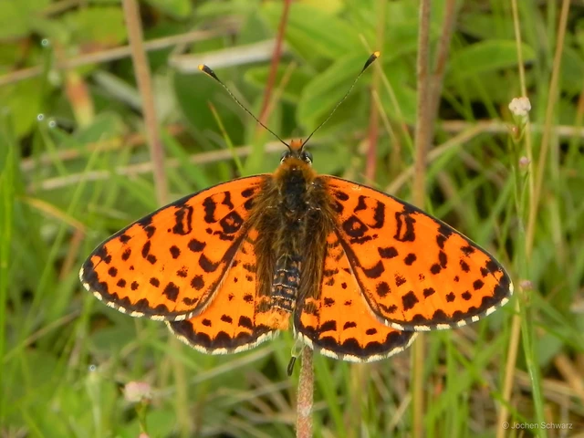Melitaea didyma - tüzes tarkalepke