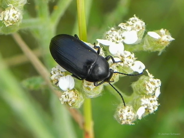 Podonta nigrita - szerecsenbogár