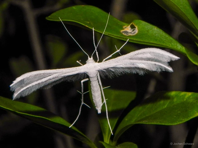 Pterophorus pentadactyla - fehér tollasmoly