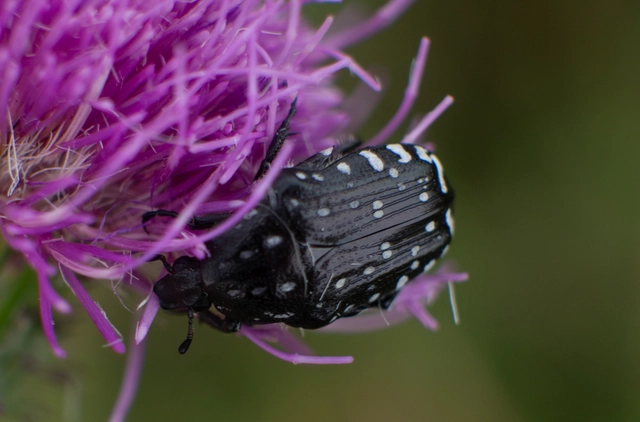Oxythyrea funesta - sokpettyes virágbogár