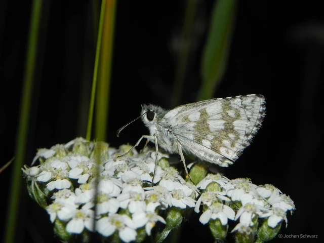 Pyrgus carthami - nagy busalepke
