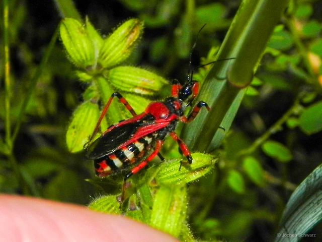Rhynocoris iracundus - közönséges gyilkospoloska