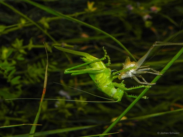 Tettigonia viridissima - zöld lombszöcske