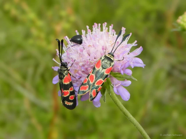 Zygaena carniolica - fehérgyűrűs csüngőlepke