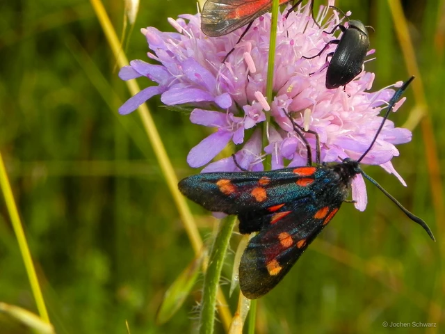 Zygaena angelicae - vérpettyes csüngőlepke