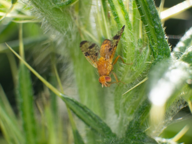 Xyphosia miliaria