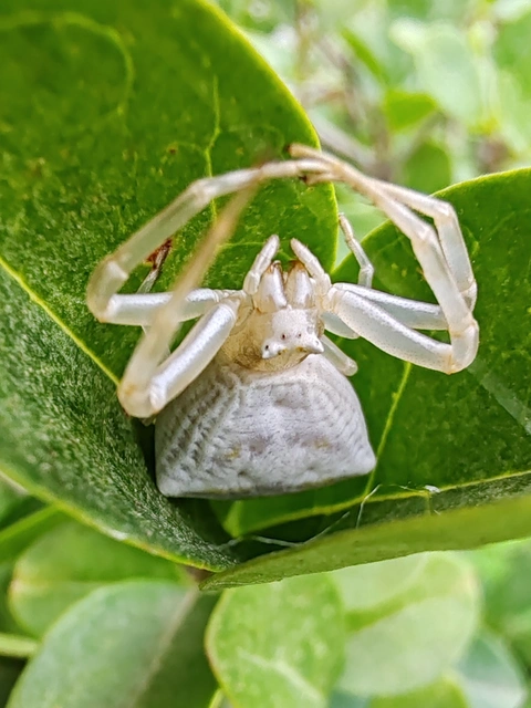 Thomisus onustus - fehér karolópók
