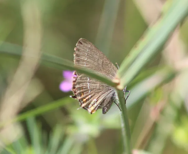 Satyrium acaciae - akác-csücsköslepke