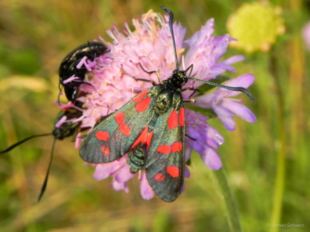 Zygaena filipendulae - acélszínű csüngőlepke
