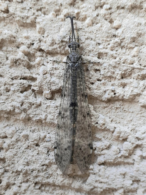 Distoleon tetragrammicus - négyfoltos hangyaleső
