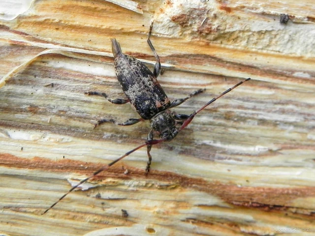 Leiopus nebulosus - öves gesztcincér