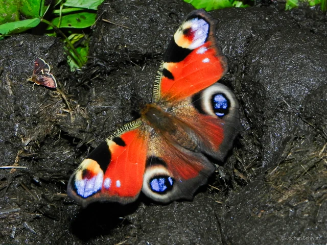 Nymphalis io - nappali pávaszem