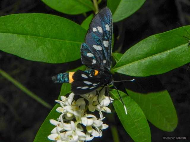 Amata phegea - fehérpettyes álcsüngőlepke