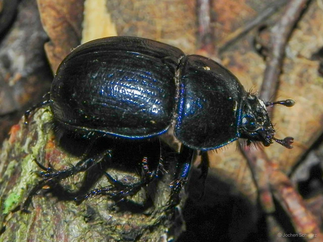Anoplotrupes stercorosus - erdei álganéjtúró