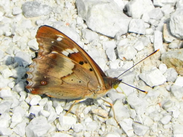 Apatura ilia - kis színjátszólepke