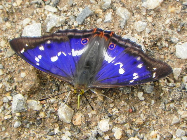 Apatura iris - nagy színjátszólepke
