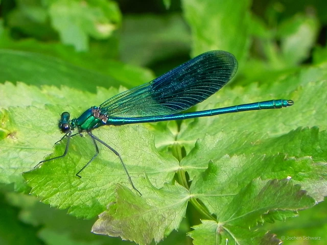 Calopteryx splendens - sávos szitakötő