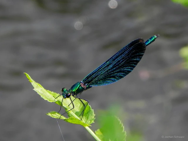 Calopteryx virgo - kisasszony-szitakötő